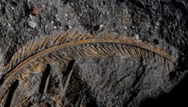a fossilized feather